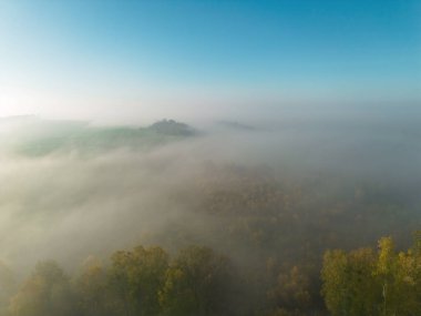 Sonbahar yapraklı huzurlu sisli orman