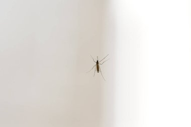 Pencere camında dinlenen küçük bir böcek.