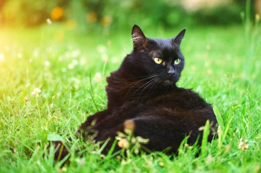 Bulanık yeşil arka planda çimenlerde dinlenen siyah kedi.