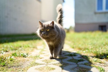 Bahçedeki bitkilerin yanında yürüyen tüylü gri kedicik