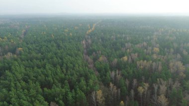 Yoğun bir ormanda renkli ağaç desenleri.
