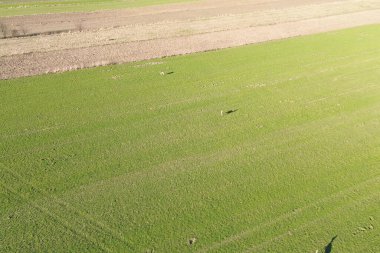 Doğal parktaki geyik görüntüsü