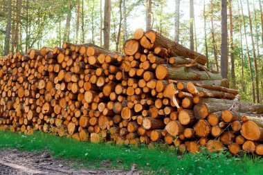 Kışın ısınmak için huş ağacı kütükleri yığını