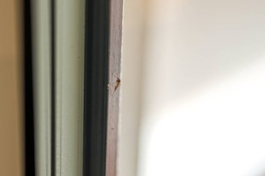 Vahşi sivrisinek iç cama oturur.