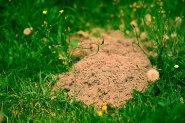 Yeşil otlu çayırdaki köstebek yuvası