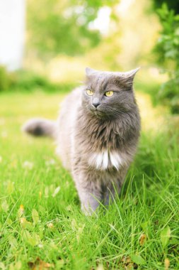 Tapılası gri kedi doğadaki sessiz anın tadını çıkarıyor.