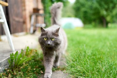 Dışarıda yeşil çimlerde oturan sevimli gri kedi.