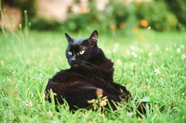 Arka bahçede yemyeşil çimlerin üzerinde yatan kara kedi.