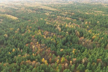 Altın ağaçlar sonbahar orman desenini oluşturuyor.