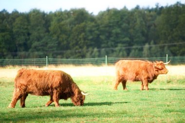 Basit bir çitin arkasında sessizce duran sığırlar.