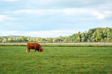 Güzel İskoç İskoç ineği Bir yaz günü