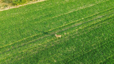Geyik sabah ışığında çayıra yayıldı.