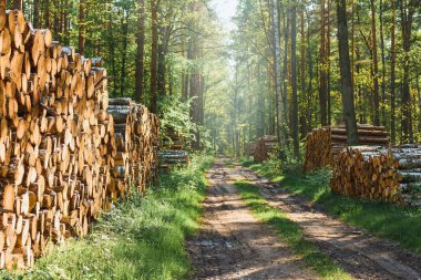 Mavi gökyüzünün altında taze kesilmiş ahşap kütükler