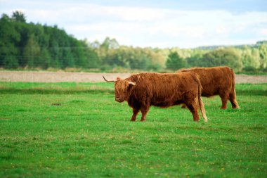 Kırsal kesimdeki güzel bir çiftlikte uzun saçlı sığır.