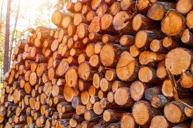 Orman kütükleri kereste fabrikası işi için hazırlandı