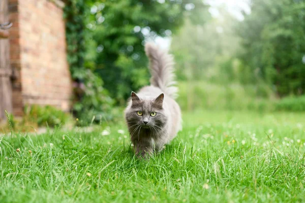 Açık havada doğal ortamda sevimli, genç bir kedi.