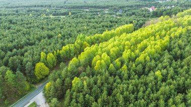 Asfalt yol, yemyeşil ormandan geçiyor.