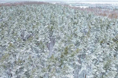 Huzurlu karlı çam ormanının hava görüntüsü.