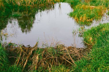 Sopalarla inşa edilmiş ve yeşilliklerle çevrili kunduz barajı.