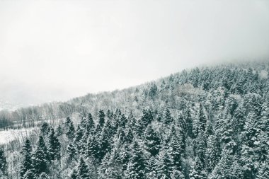 Ormanın ve kırsalın kış manzarası