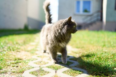 Arka bahçede çimenleri keşfeden tüylü gri kedi.