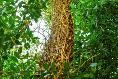 Ağaçlar birbirine dolanmış sarmaşıklarla kaplı