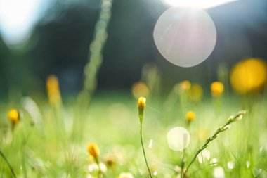 Sabah güneşi yeşil çimlerin üzerinde parlıyor