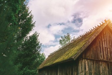 Eski ahırda yosun kaplı sazdan çatı