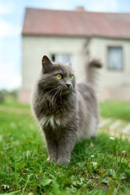 Yeşil çimlerde yürüyen yerli gri kedi.