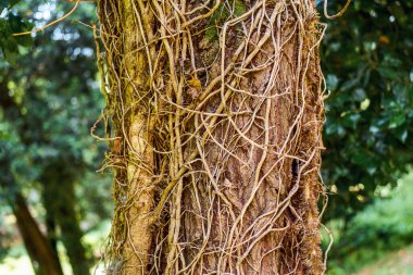 Ağaç yüzeyinde büyüyen iç içe geçmiş kökler