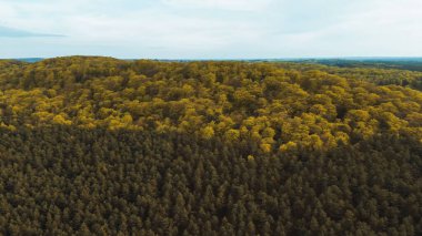 Bahar mevsiminde yemyeşil dağ ormanları