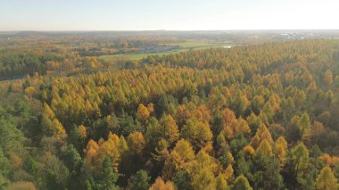 Sonbaharda karışık orman manzarası