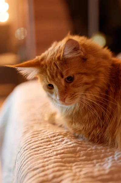 Yerde oturan sevimli genç tekir kedi.