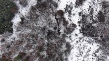 Soğuk mevsim orman manzarası yukarıdan