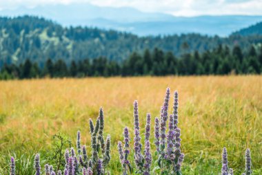 Çiçekler ve yuvarlanan tepelerle huzurlu bir açık hava sahnesi