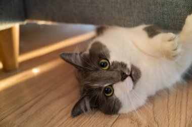 Ahşap zeminden gözetleyen evcil tüylü kedi.