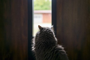 Pofuduk hayvan kapı camından gün ışığına bakıyor.