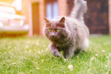 Genç gri kedi baharda otlağı keşfediyor.