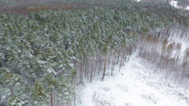 Kış mevsimi ormanı karla kaplı