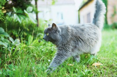 Huzurlu kırsal alanda sevimli gri kedi.