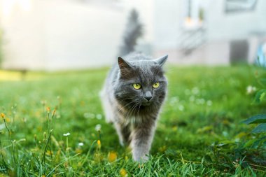 Doğal kırsal alanda oturan sevimli evcil kedi.