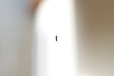 Çok hafif arka planda küçük bir hayvan silueti.