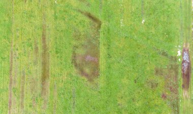 Islak tarım arazisi olan doğal ülke ufku