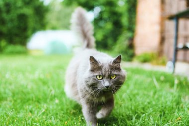 Parlak bahçede bitkilerle çevrili neşeli bir kedi yavrusu.