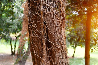 Doğal orman sürüngenleri detaylı doku oluşturur.