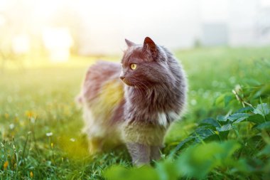 Gri tüylü kedi doğal ışıkta çimlerde duruyor.