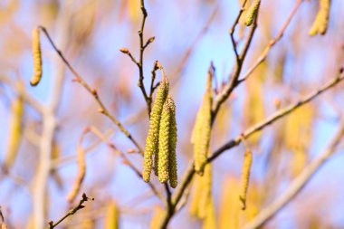 Bulanık arkaplanı olan ağaç kadifelerine yakın plan