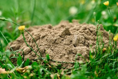 Çimenlikte yeni kazılmış köstebek yuvası