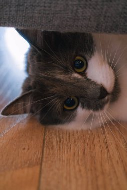 Rahat ev kedisi, tahta sandalyenin altında yatıyor.