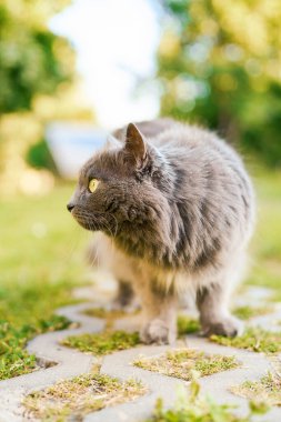 Gri tüylü kedi çimlerin üzerinde duruyor.